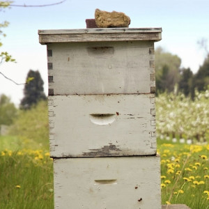 Beekeeping